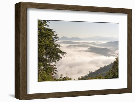 Tennessee, Great Smoky Mountains NP. Dense clouds in valleys seen from Foothills Parkway.-Trish Drury-Framed Photographic Print