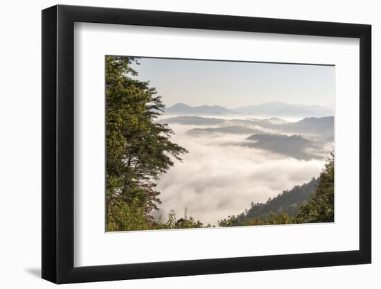 Tennessee, Great Smoky Mountains NP. Dense clouds in valleys seen from Foothills Parkway.-Trish Drury-Framed Photographic Print