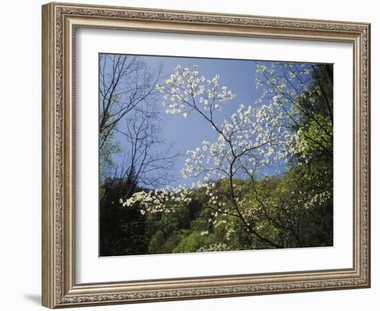 Tennessee, Great Smoky Mountains NP, Flowering Dogwood Trees (Cornus)-Christopher Talbot Frank-Framed Photographic Print