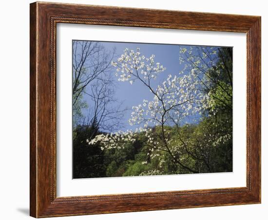 Tennessee, Great Smoky Mountains NP, Flowering Dogwood Trees (Cornus)-Christopher Talbot Frank-Framed Photographic Print