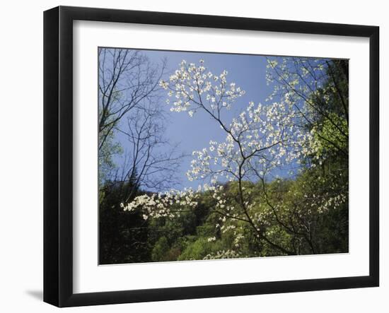 Tennessee, Great Smoky Mountains NP, Flowering Dogwood Trees (Cornus)-Christopher Talbot Frank-Framed Photographic Print