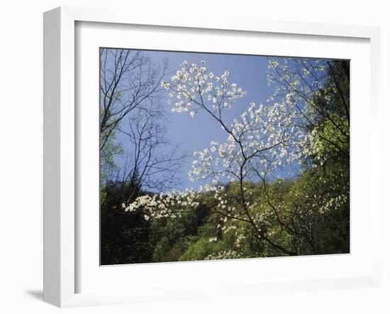 Tennessee, Great Smoky Mountains NP, Flowering Dogwood Trees (Cornus)-Christopher Talbot Frank-Framed Photographic Print