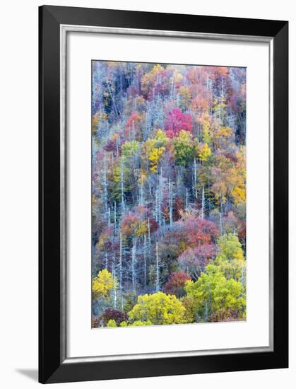 Tennessee, Great Smoky Mountains NP, View Along Newfound Gap Road-Jamie & Judy Wild-Framed Photographic Print