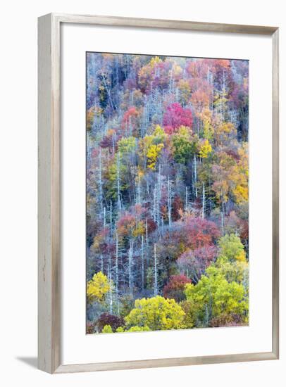 Tennessee, Great Smoky Mountains NP, View Along Newfound Gap Road-Jamie & Judy Wild-Framed Photographic Print