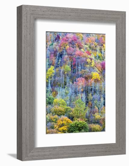 Tennessee, Great Smoky Mountains NP, View Along Newfound Gap Road-Jamie & Judy Wild-Framed Photographic Print