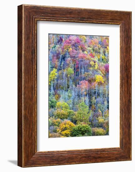 Tennessee, Great Smoky Mountains NP, View Along Newfound Gap Road-Jamie & Judy Wild-Framed Photographic Print