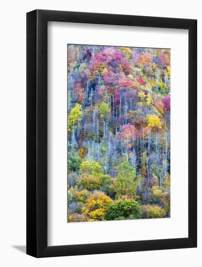 Tennessee, Great Smoky Mountains NP, View Along Newfound Gap Road-Jamie & Judy Wild-Framed Photographic Print