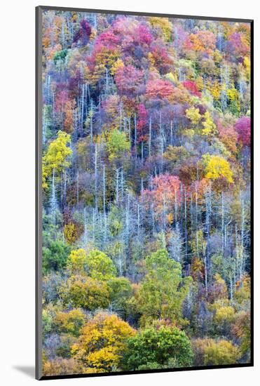 Tennessee, Great Smoky Mountains NP, View Along Newfound Gap Road-Jamie & Judy Wild-Mounted Photographic Print