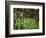 Tennessee, Great Smoky Mountains NP, Wildflowers Along a Stream-Christopher Talbot Frank-Framed Photographic Print