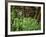 Tennessee, Great Smoky Mountains NP, Wildflowers Along a Stream-Christopher Talbot Frank-Framed Photographic Print