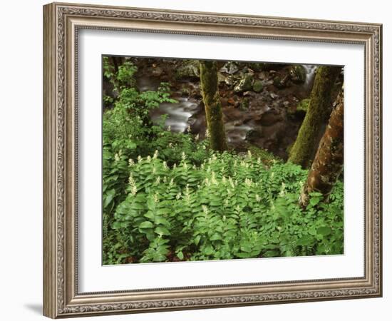 Tennessee, Great Smoky Mountains NP, Wildflowers Along a Stream-Christopher Talbot Frank-Framed Photographic Print