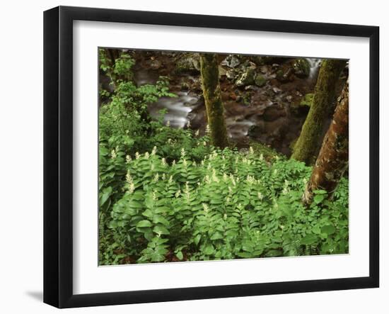 Tennessee, Great Smoky Mountains NP, Wildflowers Along a Stream-Christopher Talbot Frank-Framed Photographic Print