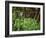 Tennessee, Great Smoky Mountains NP, Wildflowers Along a Stream-Christopher Talbot Frank-Framed Photographic Print