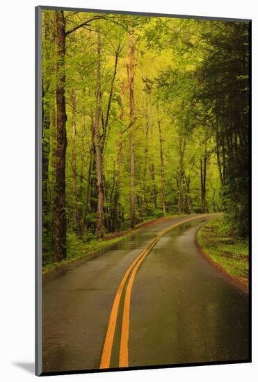 Tennessee, Road at Tremont in the Smoky Mountains NP-Joanne Wells-Mounted Photographic Print