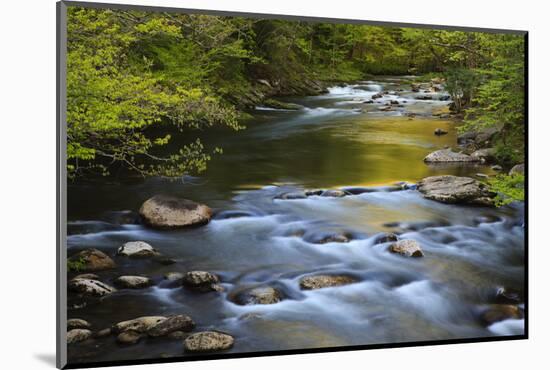Tennessee, Spring Reflections on Little River at Smoky Mountains NP-Joanne Wells-Mounted Photographic Print