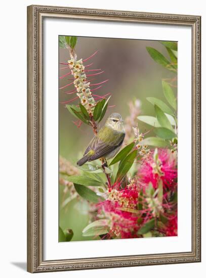Tennessee Warbler (Vermivora Peregrina) Foraging for Insects-Larry Ditto-Framed Photographic Print