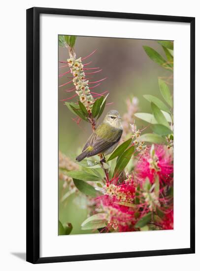 Tennessee Warbler (Vermivora Peregrina) Foraging for Insects-Larry Ditto-Framed Photographic Print