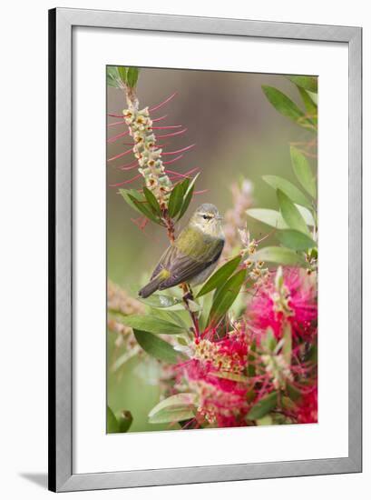 Tennessee Warbler (Vermivora Peregrina) Foraging for Insects-Larry Ditto-Framed Photographic Print