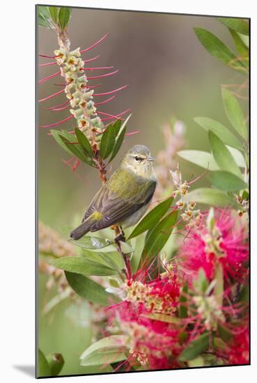 Tennessee Warbler (Vermivora Peregrina) Foraging for Insects-Larry Ditto-Mounted Photographic Print