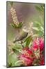 Tennessee Warbler (Vermivora peregrina) foraging for insects-Larry Ditto-Mounted Photographic Print