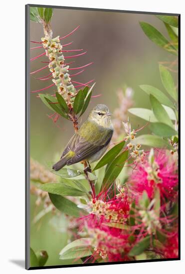 Tennessee Warbler (Vermivora peregrina) foraging for insects-Larry Ditto-Mounted Photographic Print