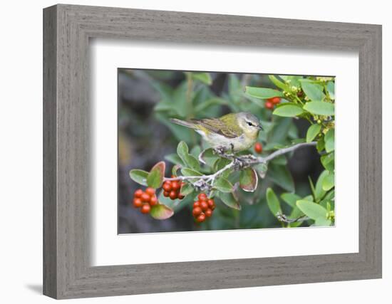 Tennessee Warbler (Vermivora Peregrina) on Fiddlewood, Texas, USA-Larry Ditto-Framed Photographic Print