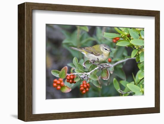 Tennessee Warbler (Vermivora Peregrina) on Fiddlewood, Texas, USA-Larry Ditto-Framed Photographic Print