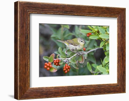 Tennessee Warbler (Vermivora Peregrina) on Fiddlewood, Texas, USA-Larry Ditto-Framed Photographic Print