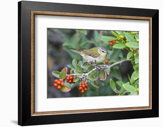 Tennessee Warbler (Vermivora Peregrina) on Fiddlewood, Texas, USA-Larry Ditto-Framed Photographic Print