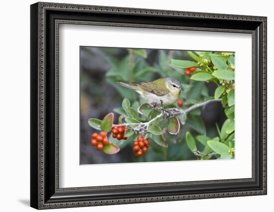 Tennessee Warbler (Vermivora Peregrina) on Fiddlewood, Texas, USA-Larry Ditto-Framed Photographic Print