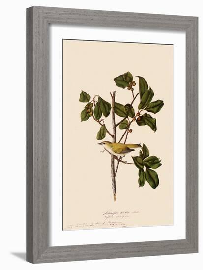 Tennessee Warbler-John James Audubon-Framed Giclee Print