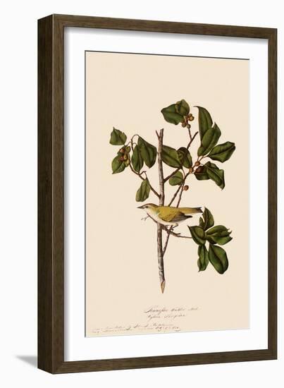 Tennessee Warbler-John James Audubon-Framed Giclee Print