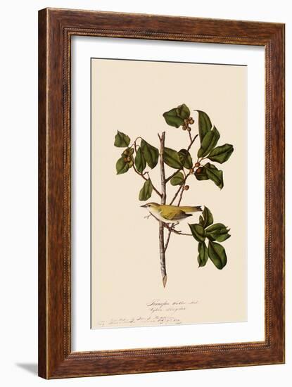 Tennessee Warbler-John James Audubon-Framed Giclee Print