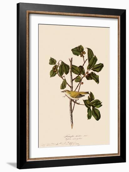 Tennessee Warbler-John James Audubon-Framed Giclee Print