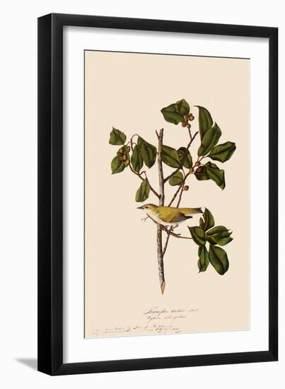 Tennessee Warbler-John James Audubon-Framed Giclee Print