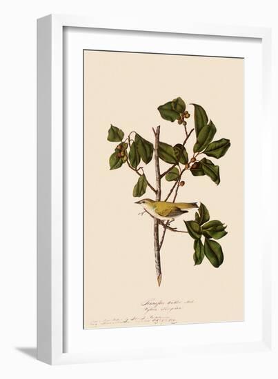 Tennessee Warbler-John James Audubon-Framed Giclee Print