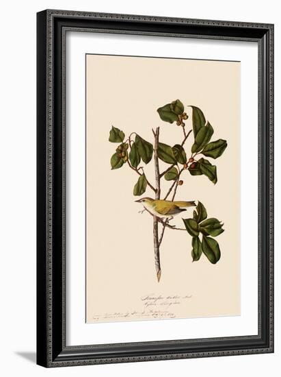 Tennessee Warbler-John James Audubon-Framed Giclee Print