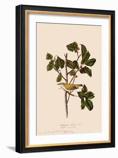 Tennessee Warbler-John James Audubon-Framed Giclee Print