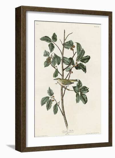 Tennessee Warbler-null-Framed Giclee Print