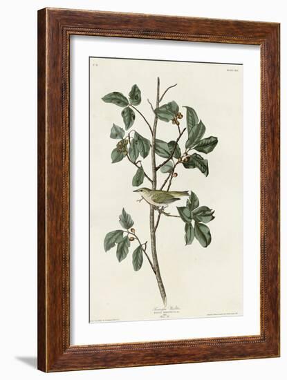 Tennessee Warbler-null-Framed Giclee Print