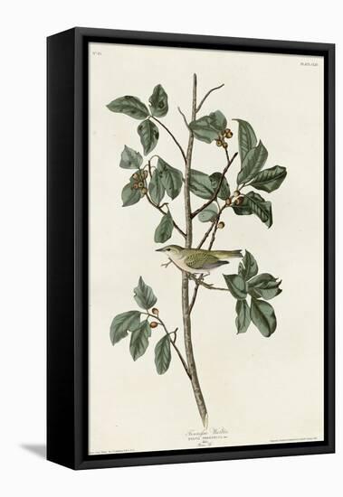 Tennessee Warbler-null-Framed Premier Image Canvas