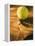 Tennis Ball and Wood Racket-Tom Grill-Framed Premier Image Canvas