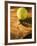 Tennis Ball and Wood Racket-Tom Grill-Framed Photographic Print