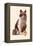 Tennis Cat, 2021 (Digital)-Florent Bodart-Framed Premier Image Canvas