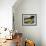 Tennis Still Life-null-Framed Photographic Print displayed on a wall