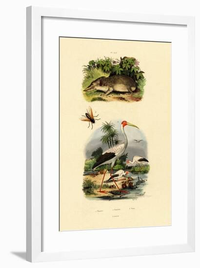 Tenrec, 1833-39-null-Framed Giclee Print