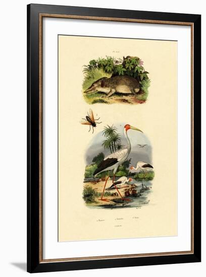 Tenrec, 1833-39-null-Framed Giclee Print