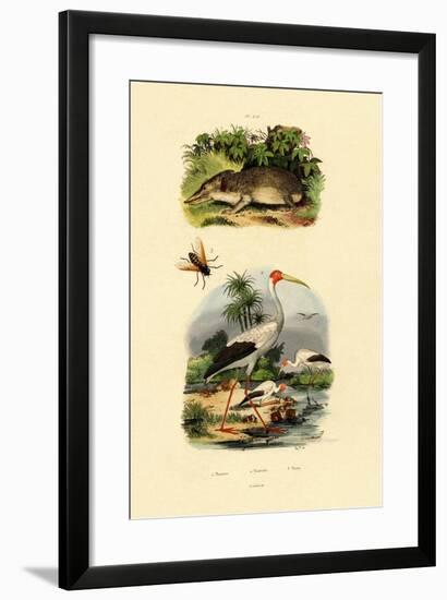 Tenrec, 1833-39-null-Framed Giclee Print