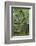 Tenryu-Ji Temple Garden, Japan-Eleanor Scriven-Framed Photographic Print