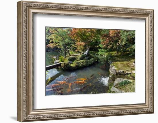 Tenryuji Temple Zen Garden with Koi Carps, Kyoto, Japan-smithore-Framed Photographic Print